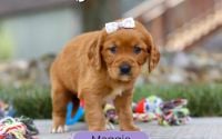 Female Mini Golden Retriever Pup - Maggie