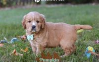 Male Mini Golden Retriever Pup - Pumpkin