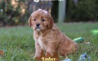 Female Mini Golden Retriever Pup - Ember