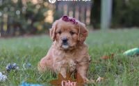 Female Mini Golden Retriever Pup - Cider