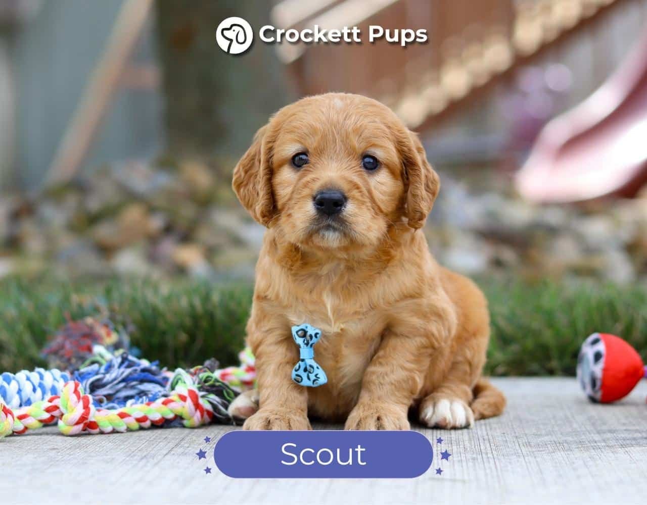 Male Mini Golden Retriever Pup - Scout