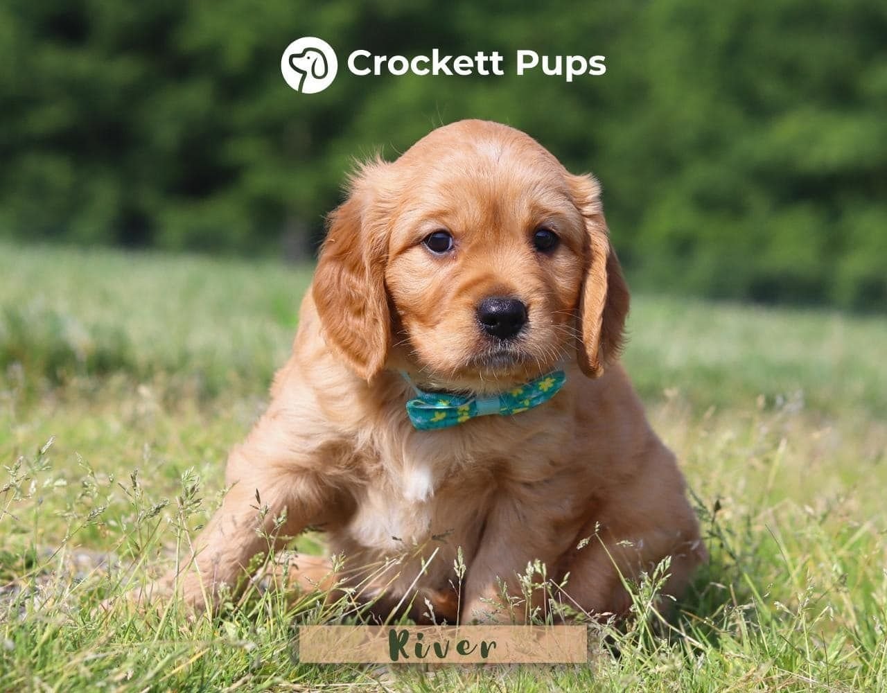 Male Mini Golden Retriever Pup - River