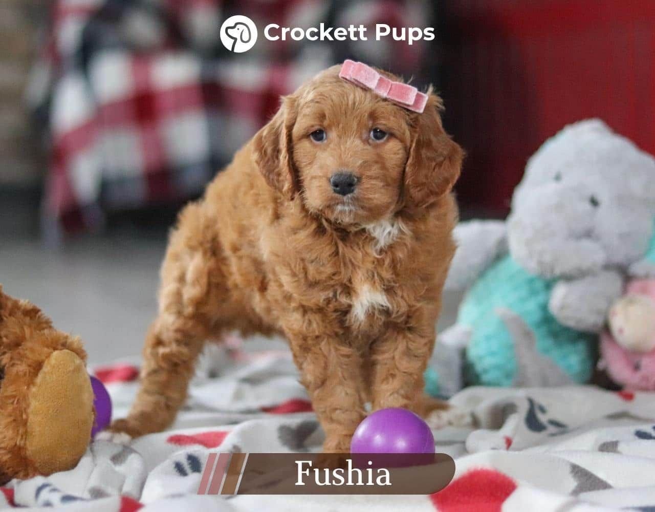 Female Mini Golden Retriever Pup - Fushia