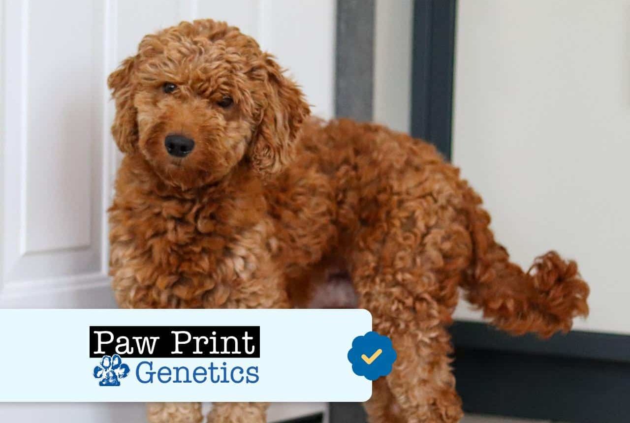 Bella - Goldendoodle Mom