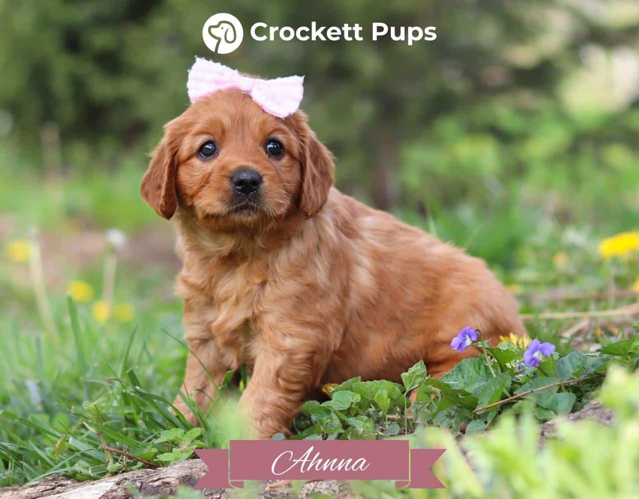 Female Mini Golden Retriever Pup - Ahnna