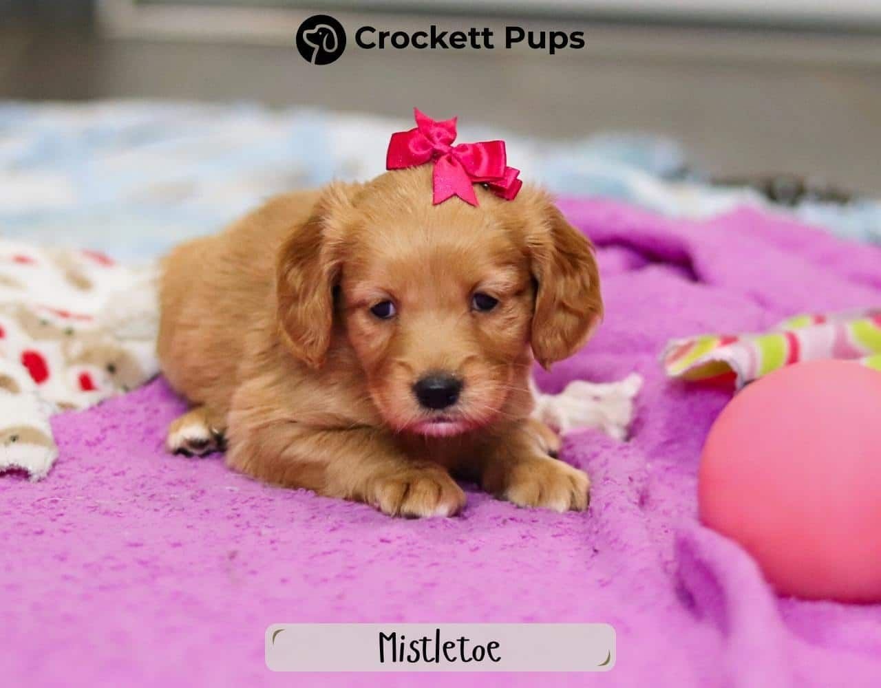 Female Mini Golden Retriever Pup - Mistletoe