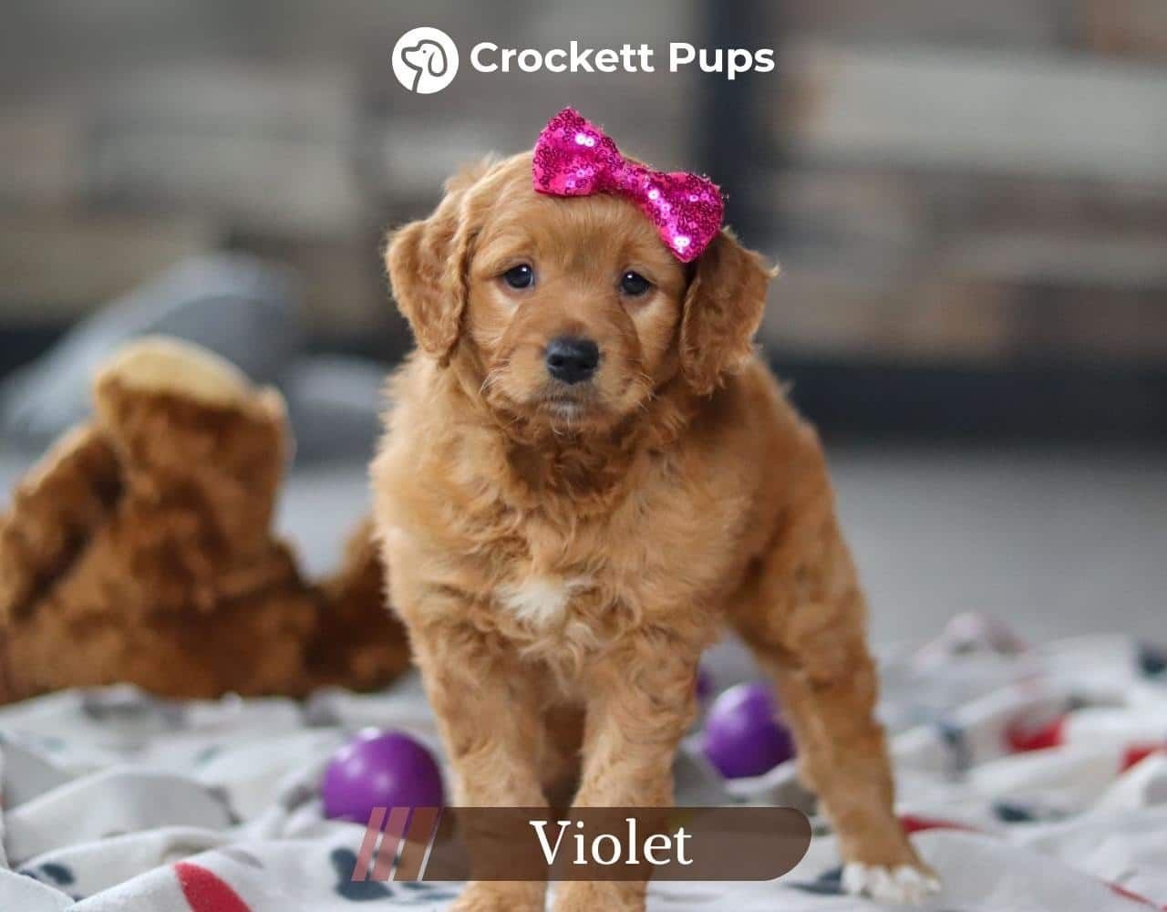 Female Mini Golden Retriever Pup - Violet