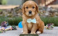 Male Mini Golden Retriever Pup - Oakley