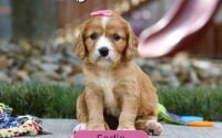 Female Mini Golden Retriever Pup - Sadie