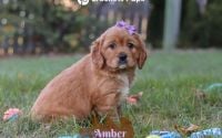 Female Mini Golden Retriever Pup - Amber