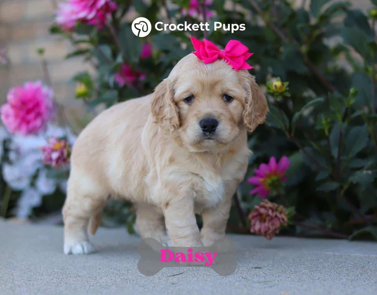 Female Mini Golden Retriever Pup - Daisy