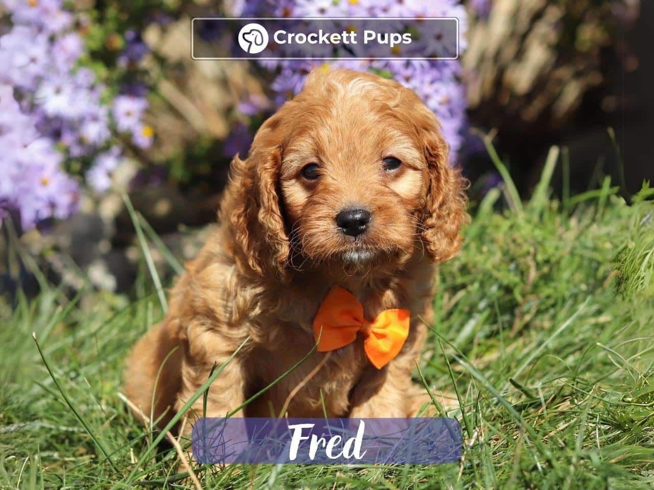 Male Mini Golden Retriever Pup - Fred