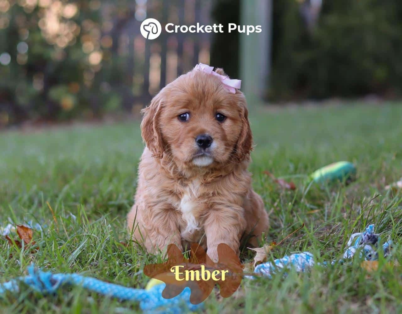 Female Mini Golden Retriever Pup - Ember