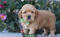 Male Mini Golden Retriever Pup - Buddy