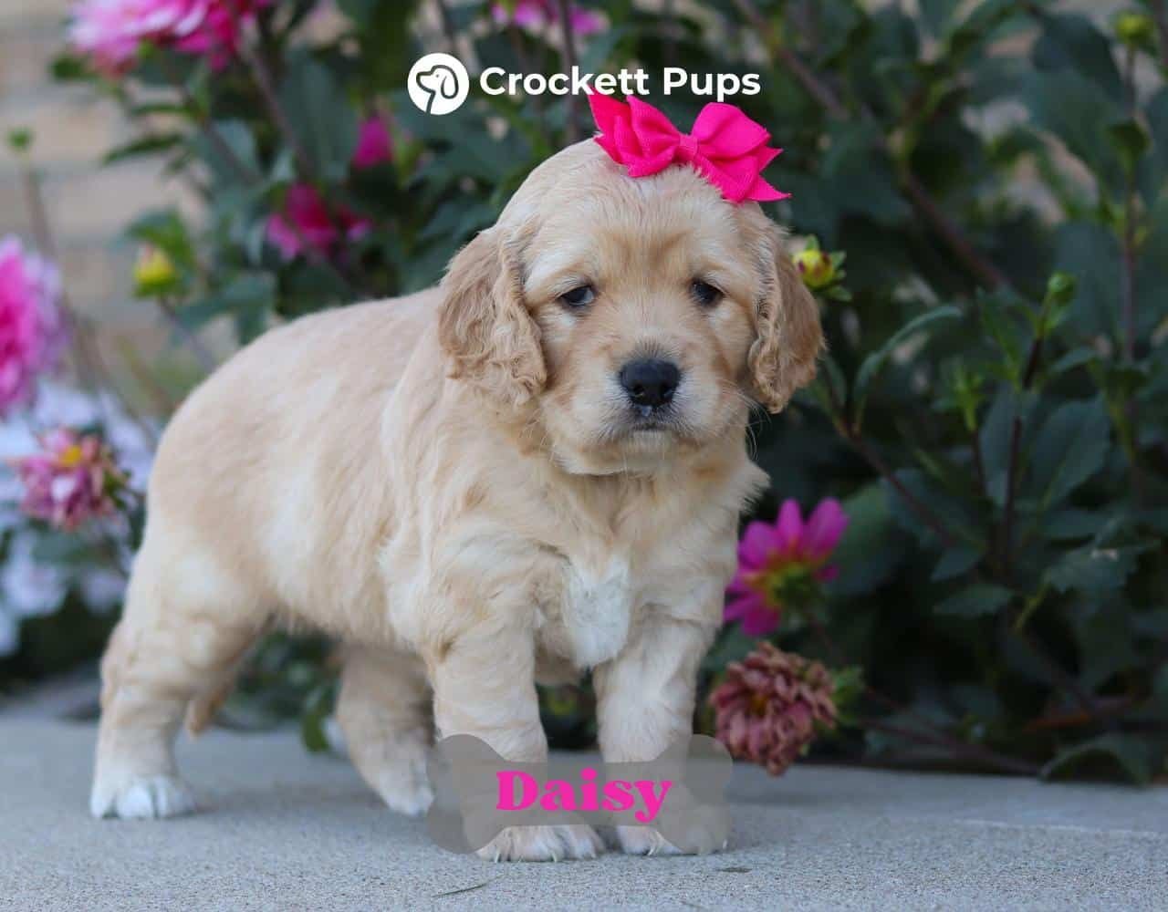 Female Mini Golden Retriever Pup - Daisy