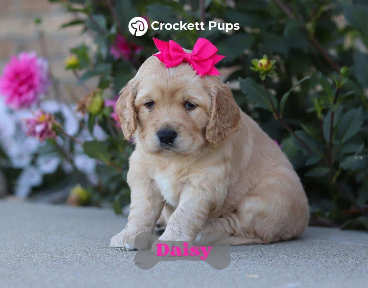 Female Mini Golden Retriever Pup - Daisy