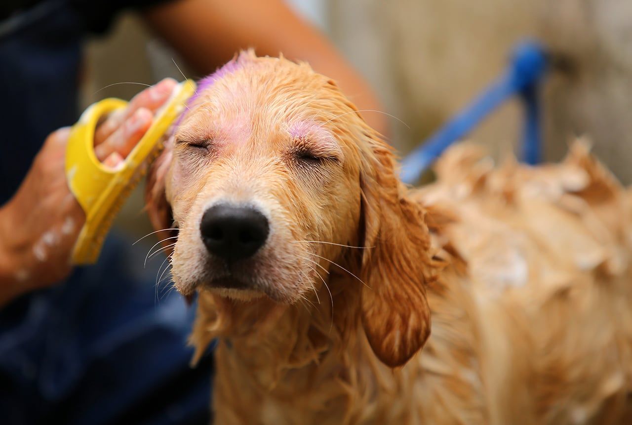 Mini Golden Retriever Grooming