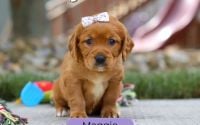 Female Mini Golden Retriever Pup - Maggie