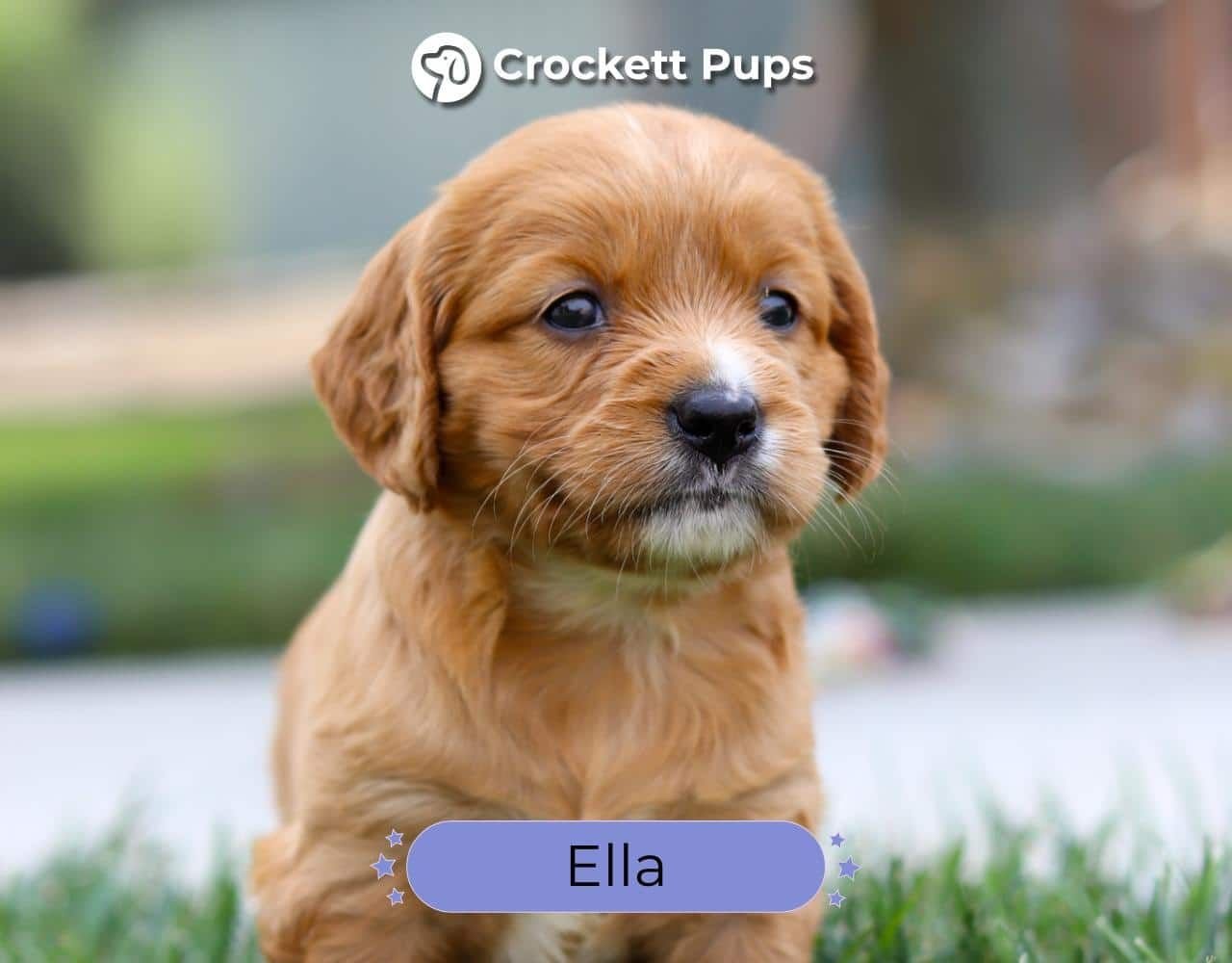 Female Mini Golden Retriever Pup - Ella
