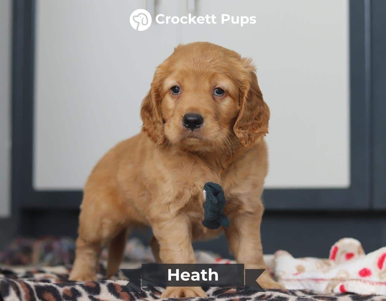 Male Mini Golden Retriever Pup - Heath