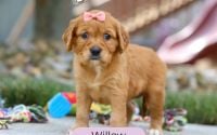 Female Mini Golden Retriever Pup - Willow