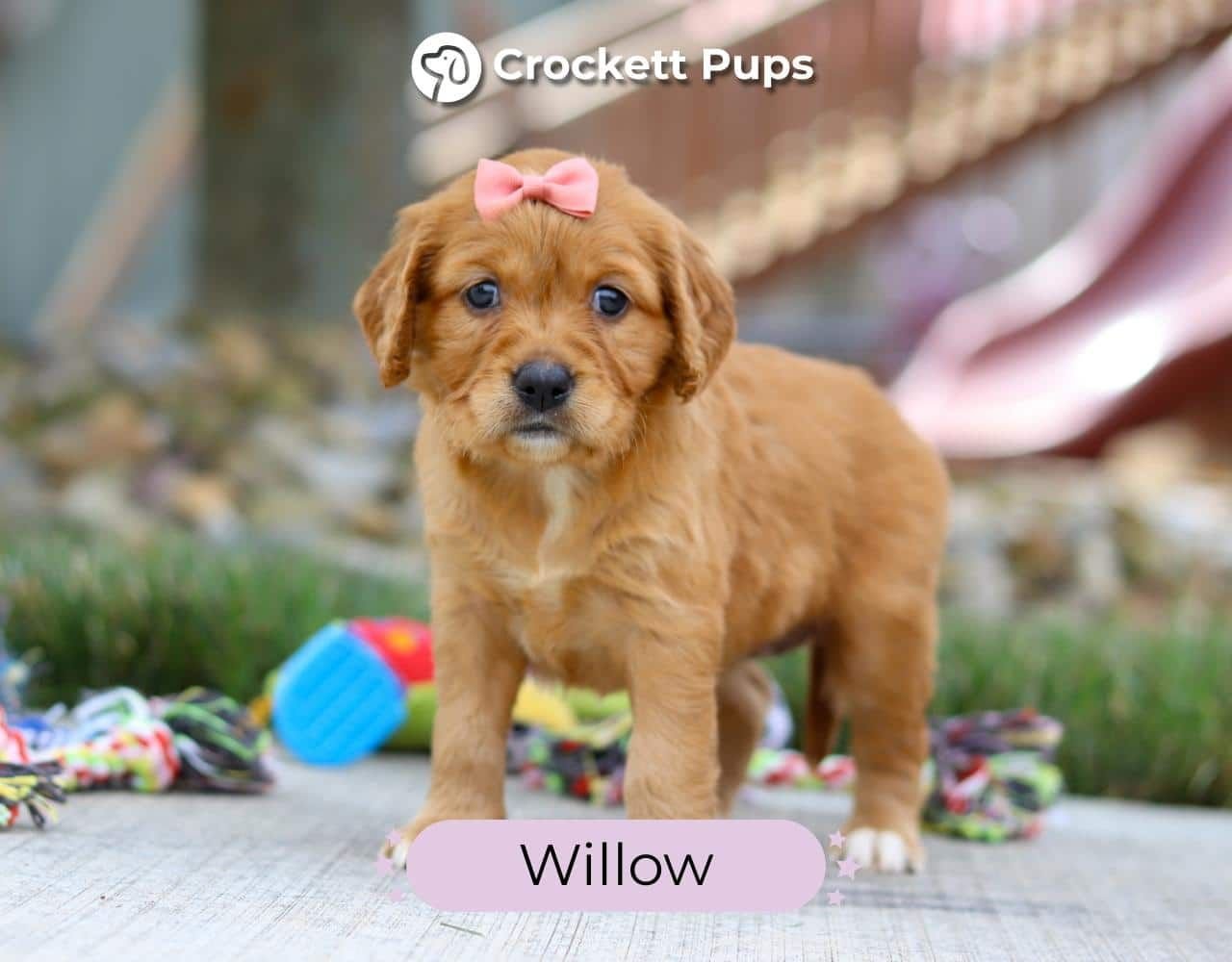 Female Mini Golden Retriever Pup - Willow