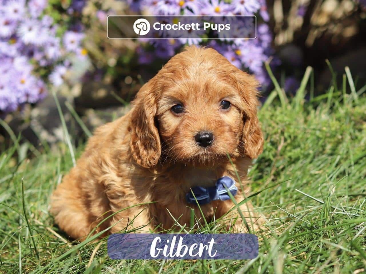 Male Mini Golden Retriever Pup - Gilbert