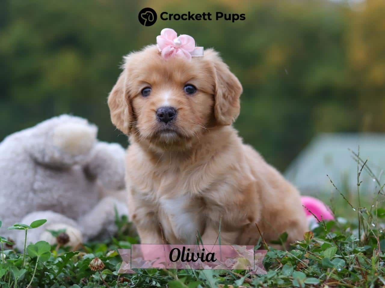 Female Mini Golden Retriever Pup - Olivia