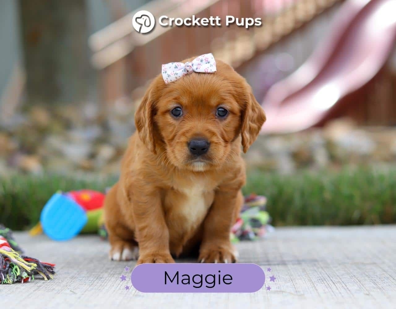 Female Mini Golden Retriever Pup - Maggie
