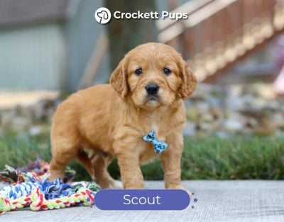 Male Mini Golden Retriever Pup - Scout