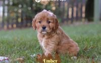 Female Mini Golden Retriever Pup - Ember