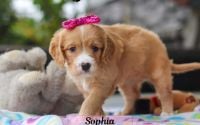Female Mini Golden Retriever Pup - Sophia
