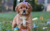 Female Mini Golden Retriever Pup - Daisy