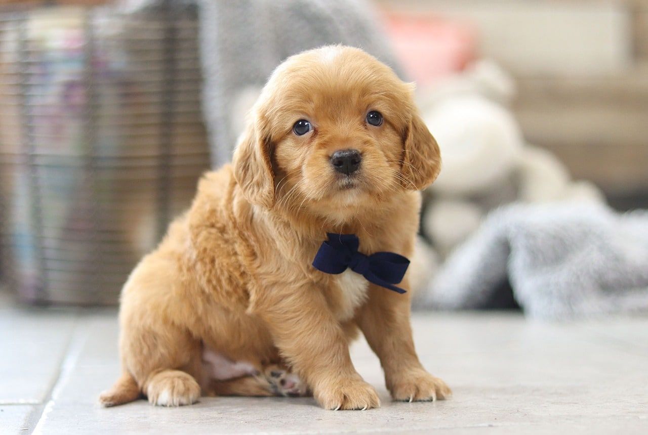 Mini Golden Retriever Puppy - Golden Cavalier Lifespan