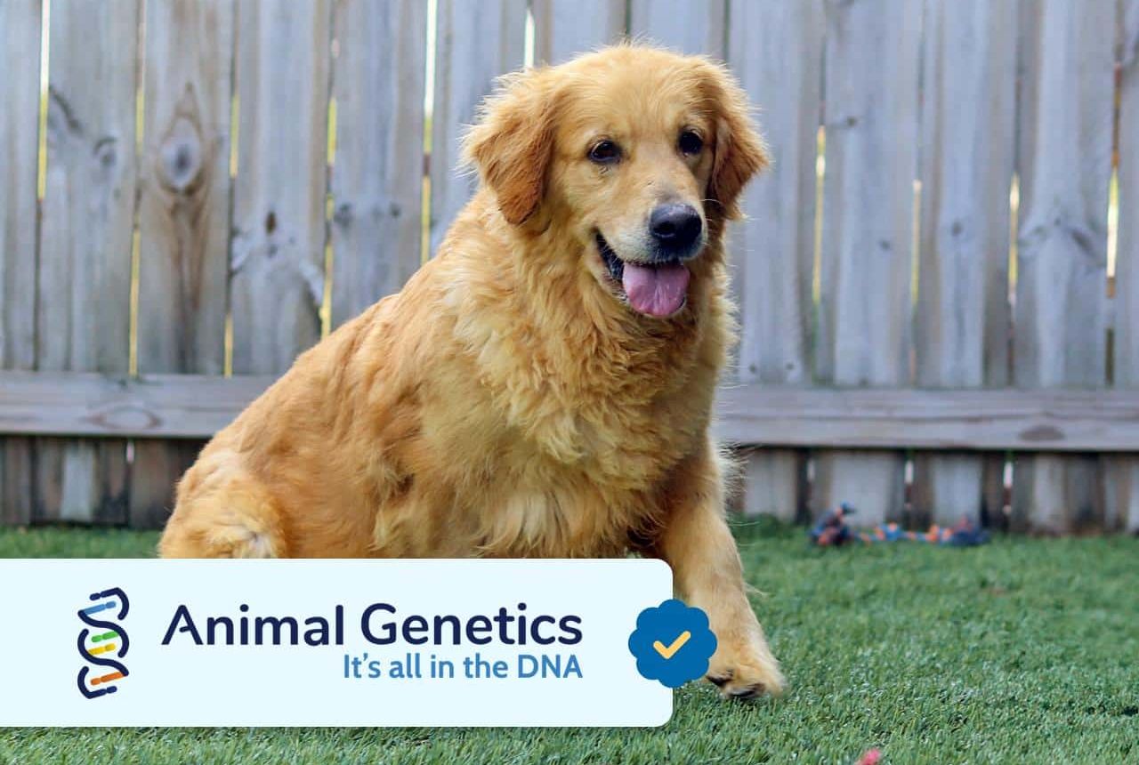 Golden Retriever Mom - Lacy