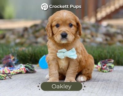 Male Mini Golden Retriever Pup - Oakley