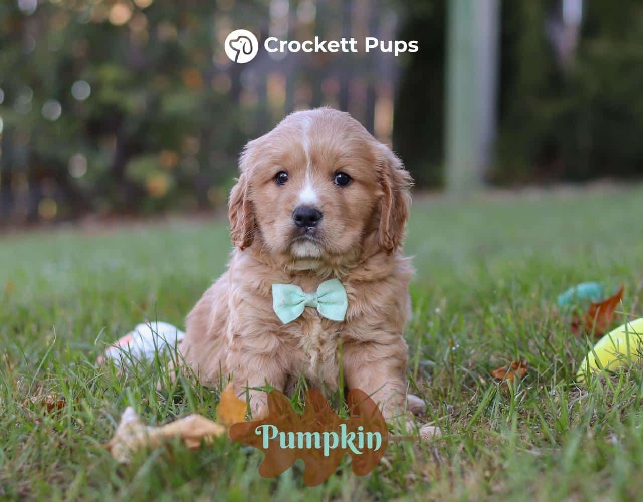 Male Mini Golden Retriever Pup - Pumpkin