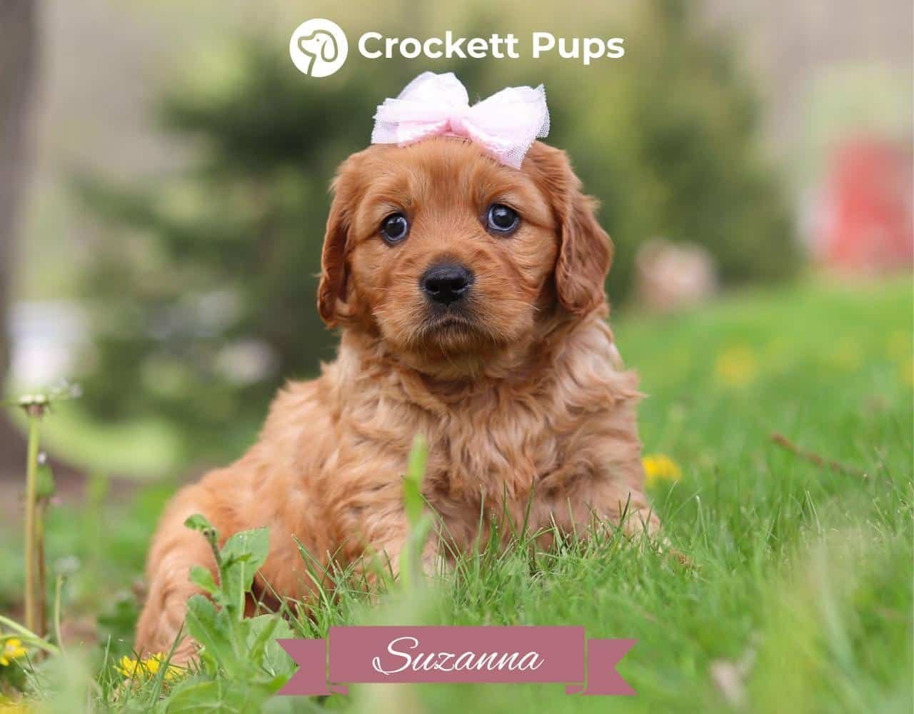 Female Mini Golden Retriever Pup - Suzanna