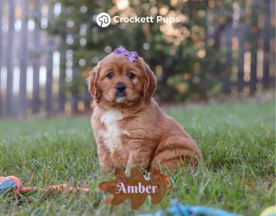 Female Mini Golden Retriever Pup - Amber