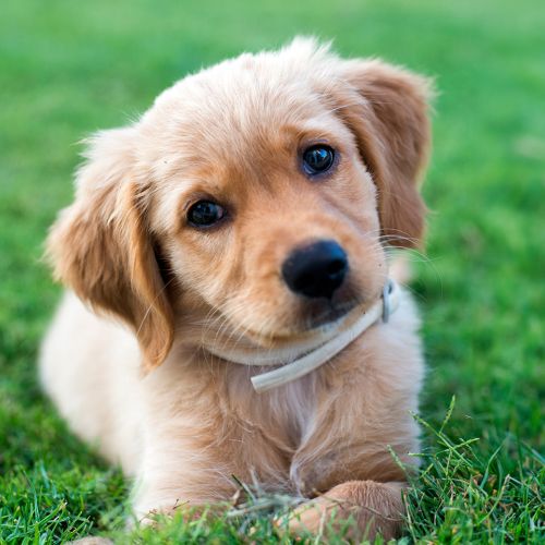 Mini Golden Retriever Pups