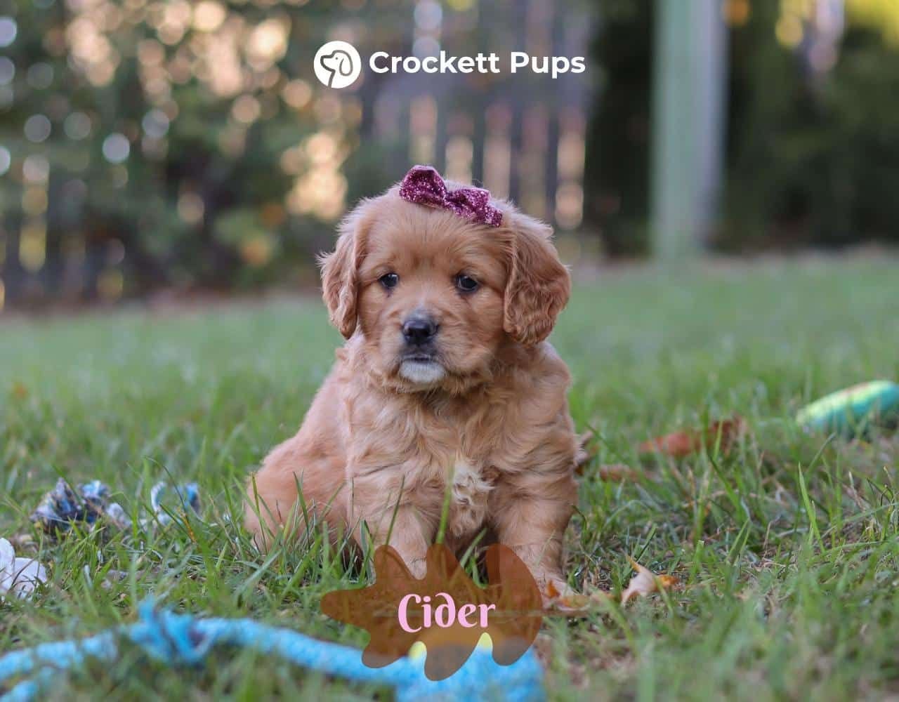 Female Mini Golden Retriever Pup - Cider