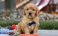 Male Mini Golden Retriever Pup - Archie
