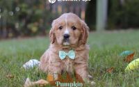 Male Mini Golden Retriever Pup - Pumpkin
