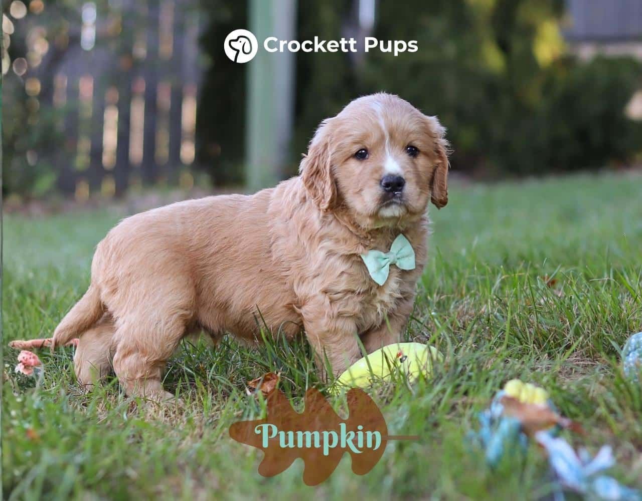 Male Mini Golden Retriever Pup - Pumpkin