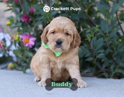 Male Mini Golden Retriever Pup - Buddy