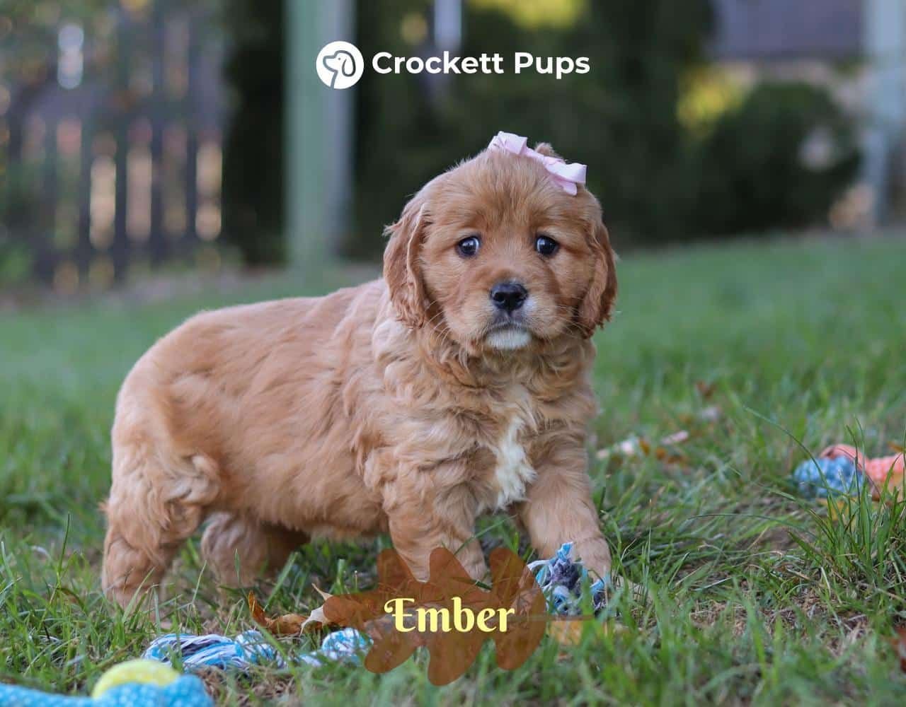 Female Mini Golden Retriever Pup - Ember