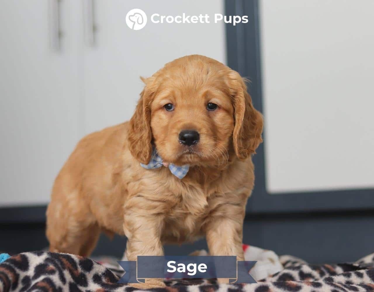 Male Mini Golden Retriever Pup - Sage