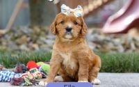 Female Mini Golden Retriever Pup - Ella