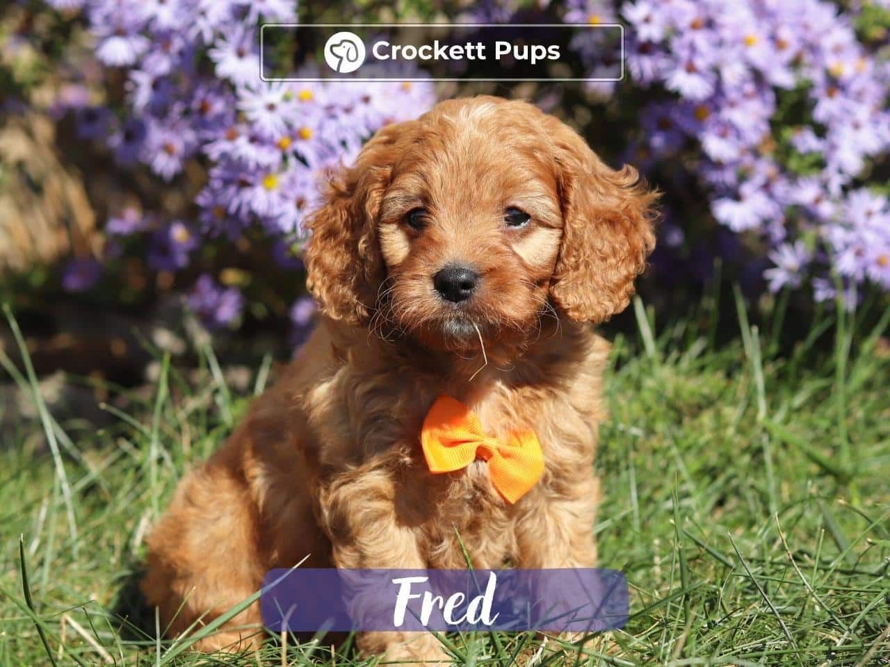 Male Mini Golden Retriever Pup - Fred