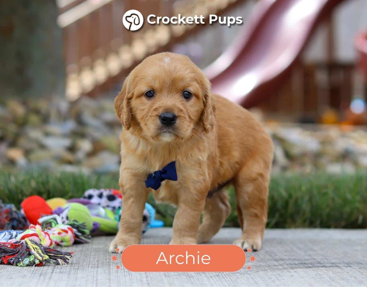 Male Mini Golden Retriever Pup - Archie
